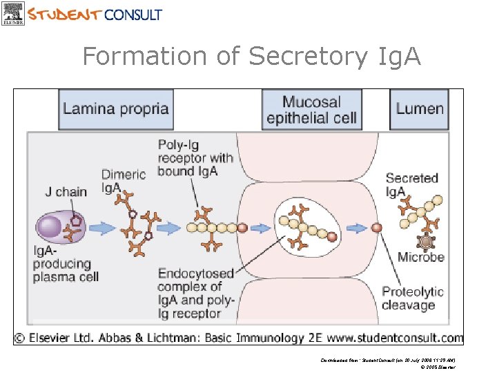 Formation of Secretory Ig. A Downloaded from: Student. Consult (on 20 July 2006 11: