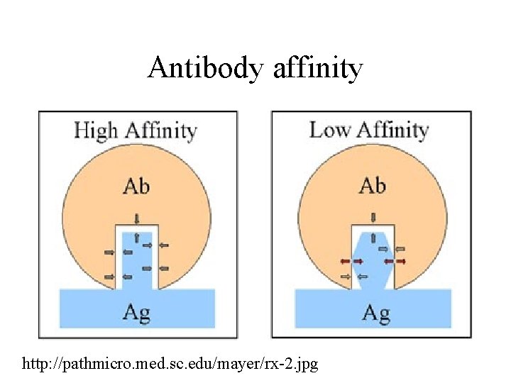 Antibody affinity http: //pathmicro. med. sc. edu/mayer/rx-2. jpg 