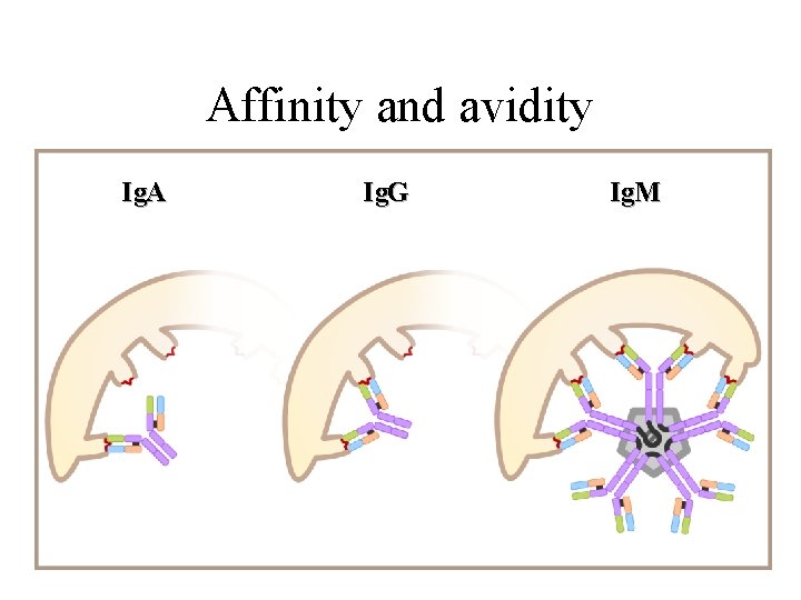 Affinity and avidity Ig. A Ig. G Ig. M 