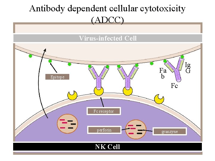 Antibody dependent cellular cytotoxicity (ADCC) Virus-infected Cell Ig G Fa b Epitope Fc Fc
