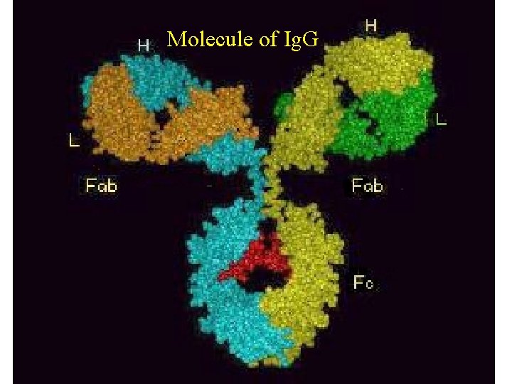 Molecule of Ig. G 