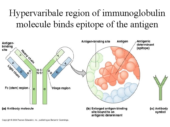 Hypervaribale region of immunoglobulin molecule binds epitope of the antigen 