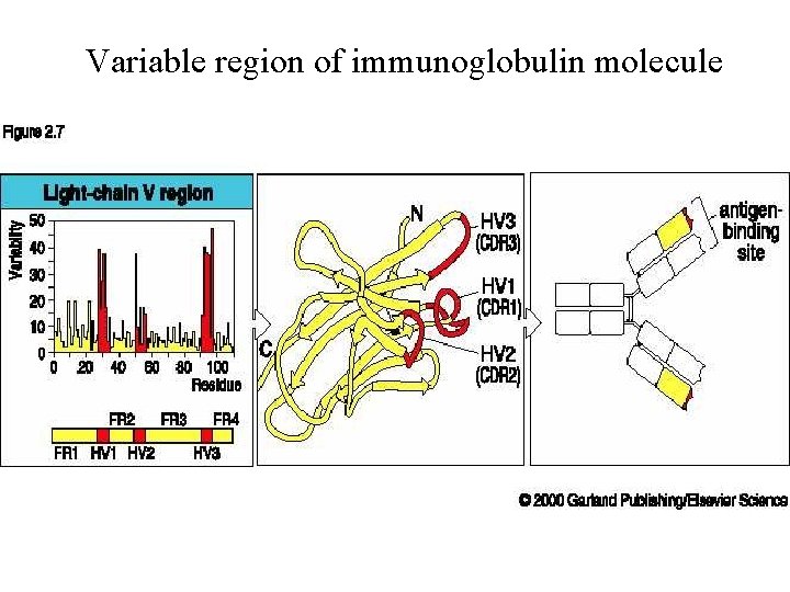 Variable region of immunoglobulin molecule 