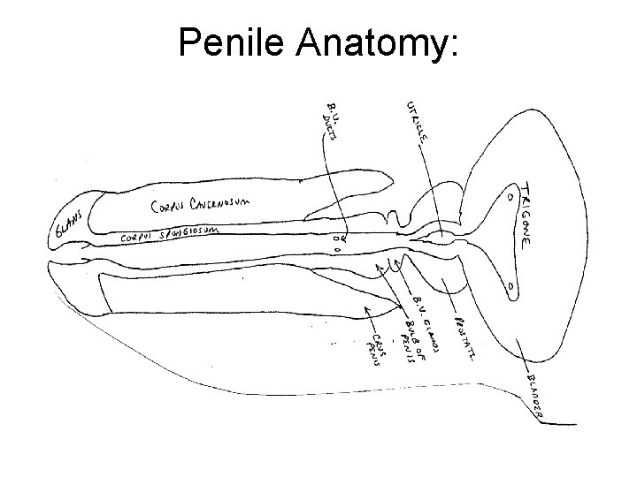 Penile Anatomy: 