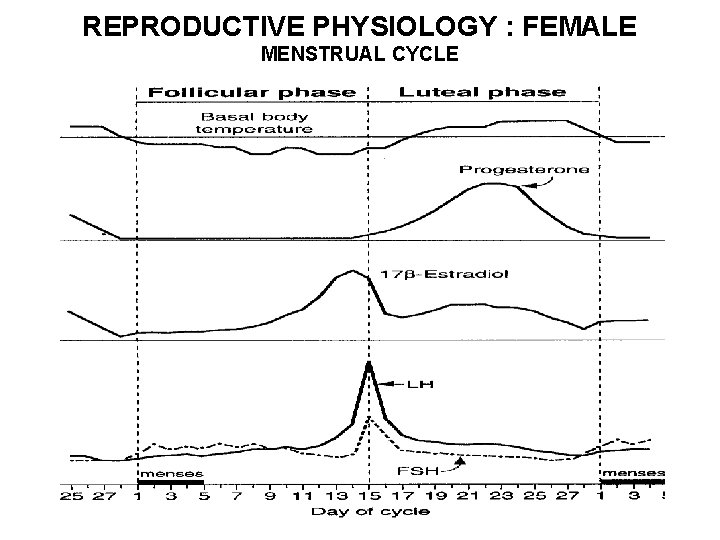 REPRODUCTIVE PHYSIOLOGY : FEMALE MENSTRUAL CYCLE 