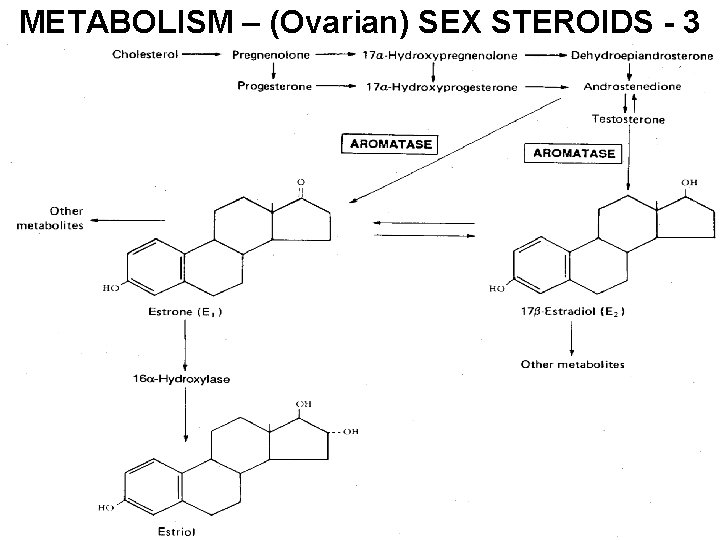 METABOLISM – (Ovarian) SEX STEROIDS - 3 