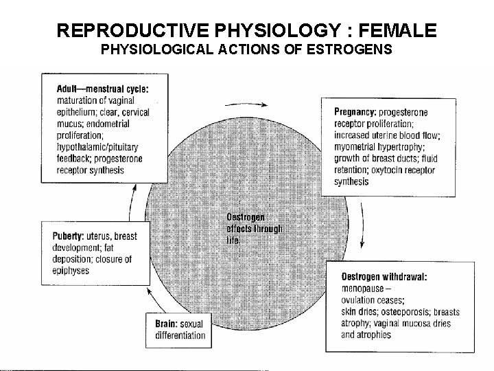 REPRODUCTIVE PHYSIOLOGY : FEMALE PHYSIOLOGICAL ACTIONS OF ESTROGENS 