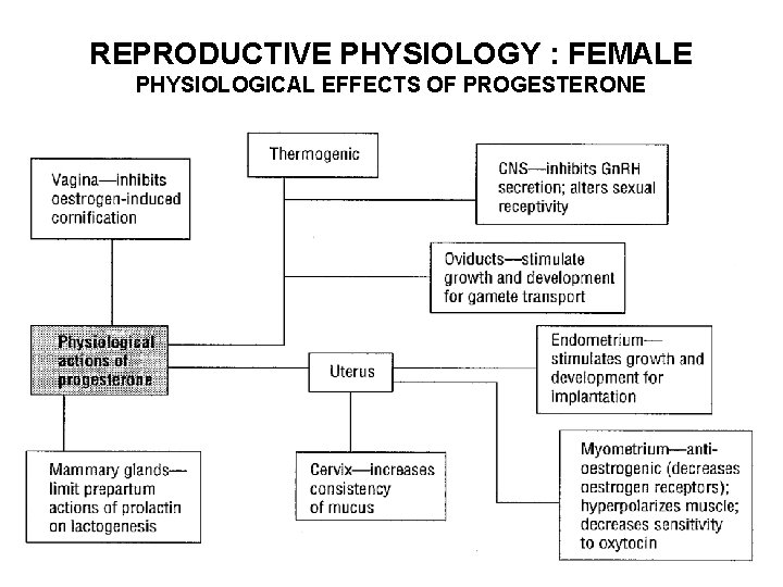 REPRODUCTIVE PHYSIOLOGY : FEMALE PHYSIOLOGICAL EFFECTS OF PROGESTERONE 