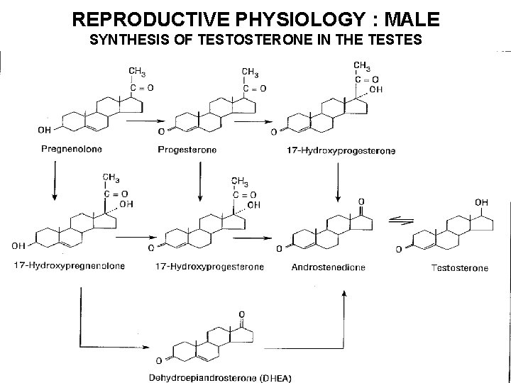 REPRODUCTIVE PHYSIOLOGY : MALE SYNTHESIS OF TESTOSTERONE IN THE TESTES 