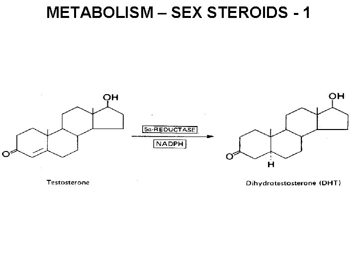 METABOLISM – SEX STEROIDS - 1 