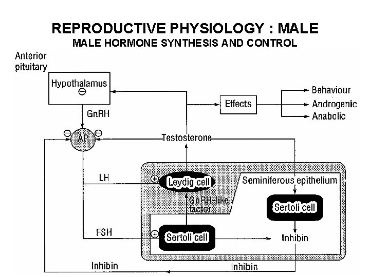 REPRODUCTIVE PHYSIOLOGY : MALE HORMONE SYNTHESIS AND CONTROL 