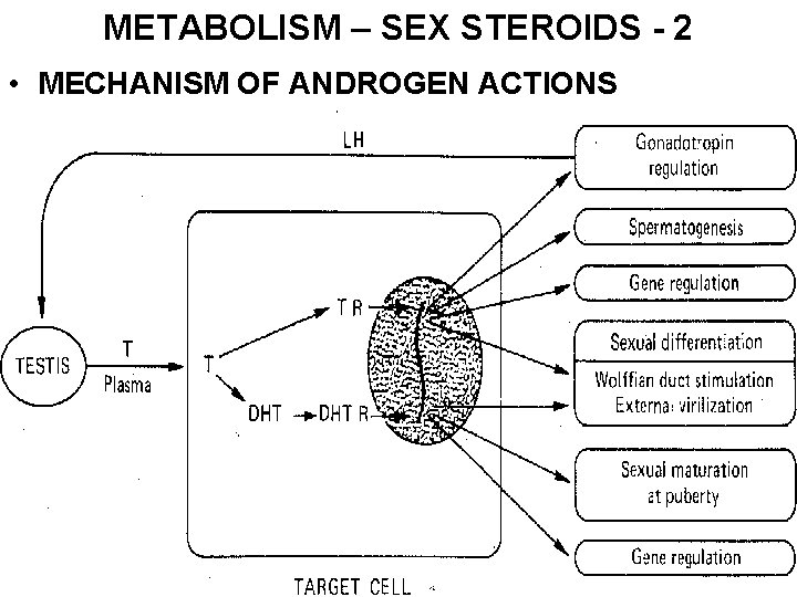 METABOLISM – SEX STEROIDS - 2 • MECHANISM OF ANDROGEN ACTIONS 