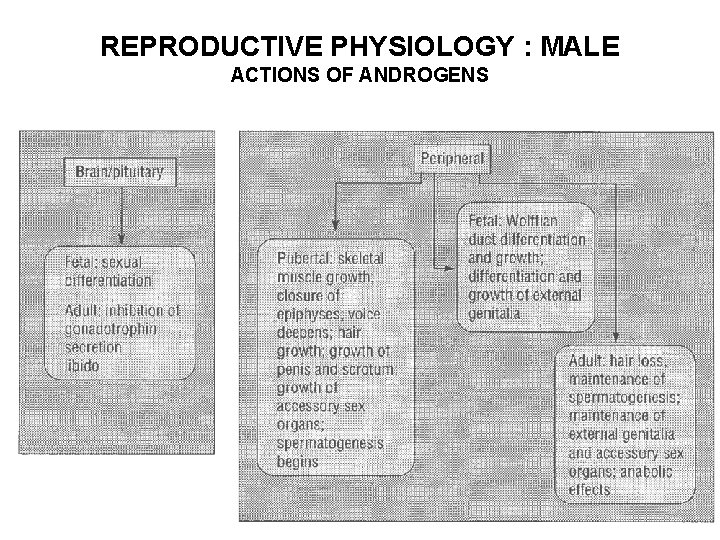 REPRODUCTIVE PHYSIOLOGY : MALE ACTIONS OF ANDROGENS 