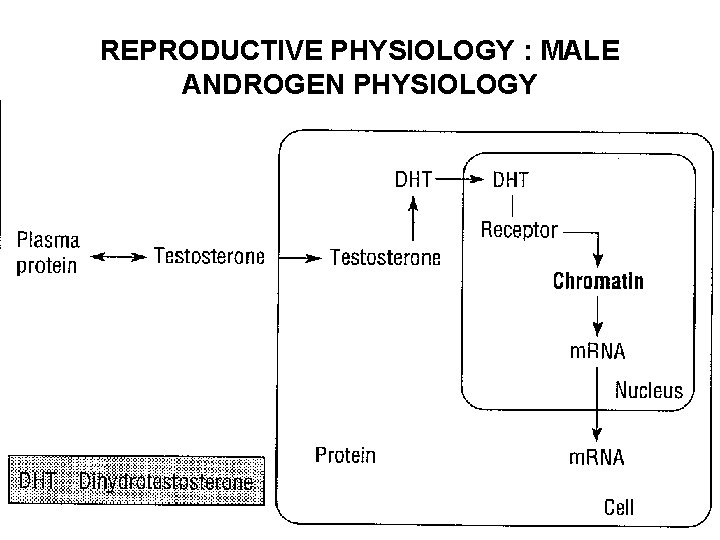 REPRODUCTIVE PHYSIOLOGY : MALE ANDROGEN PHYSIOLOGY 
