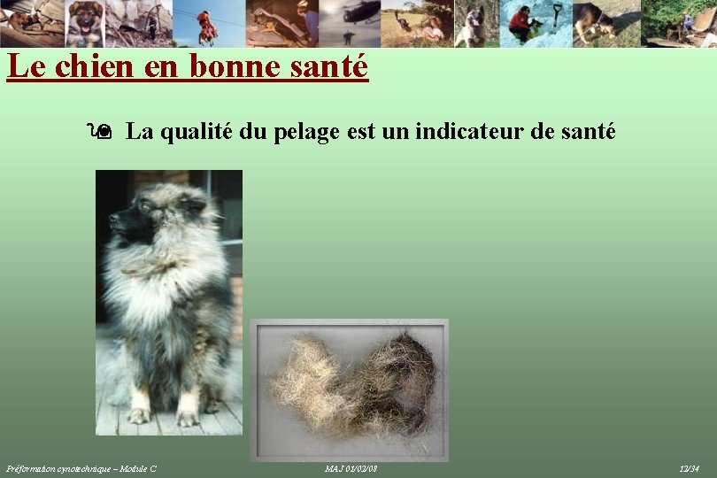 Le chien en bonne santé La qualité du pelage est un indicateur de santé