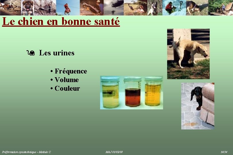 Le chien en bonne santé Les urines • Fréquence • Volume • Couleur Préformation