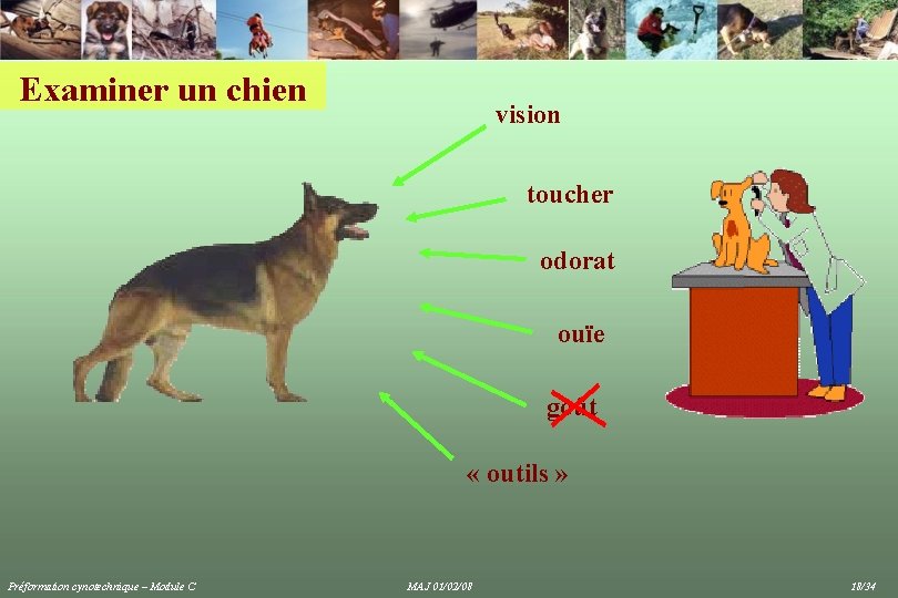 Examiner un chien vision toucher odorat ouïe goût « outils » Préformation cynotechnique –