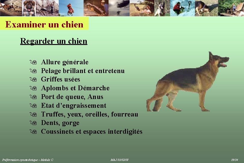 Examiner un chien Regarder un chien 9 Allure générale 9 Pelage brillant et entretenu