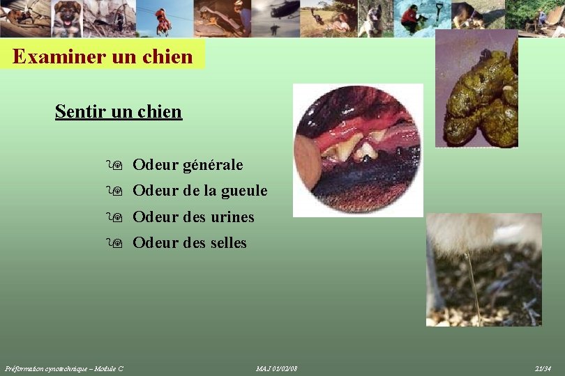 Examiner un chien Sentir un chien 9 Odeur générale 9 Odeur de la gueule