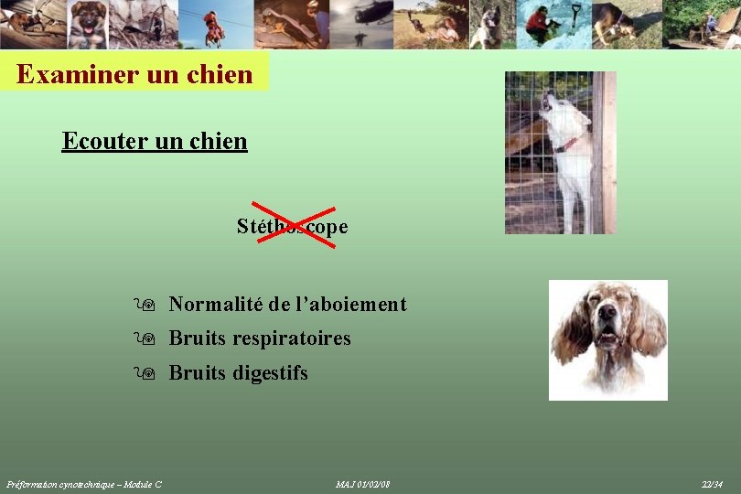 Examiner un chien Ecouter un chien Stéthoscope 9 Normalité de l’aboiement 9 Bruits respiratoires