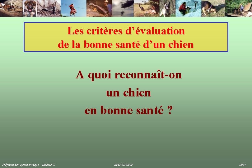 Les critères d’évaluation de la bonne santé d’un chien A quoi reconnaît-on un chien