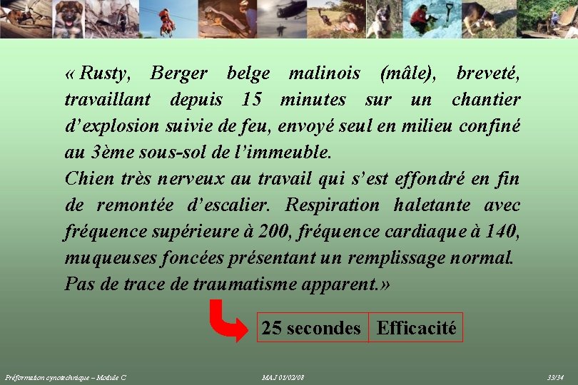  « Rusty, Berger belge malinois (mâle), breveté, travaillant depuis 15 minutes sur un