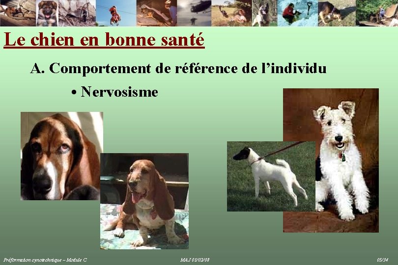 Le chien en bonne santé A. Comportement de référence de l’individu • Nervosisme Préformation