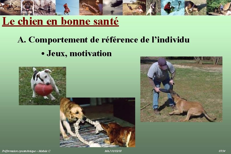 Le chien en bonne santé A. Comportement de référence de l’individu • Jeux, motivation