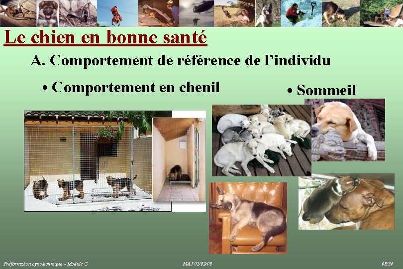 Le chien en bonne santé A. Comportement de référence de l’individu • Comportement en