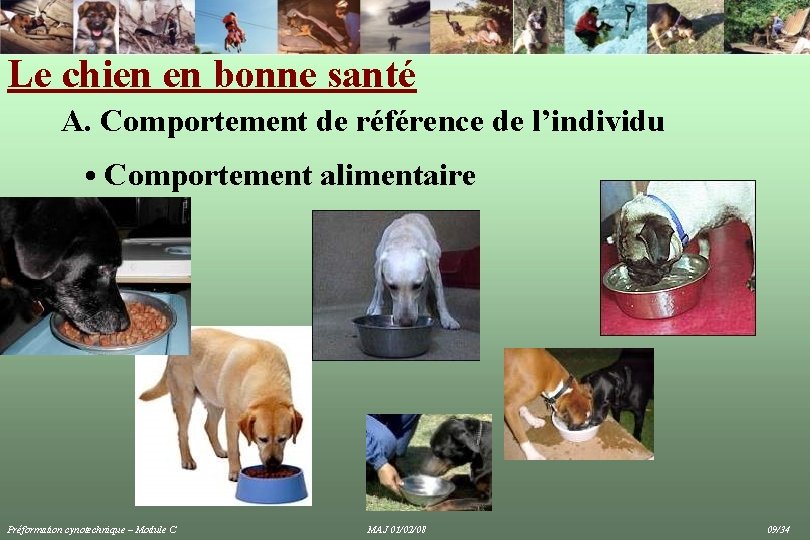 Le chien en bonne santé A. Comportement de référence de l’individu • Comportement alimentaire