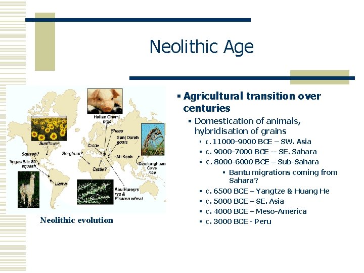 Neolithic Age § Agricultural transition over centuries § Domestication of animals, hybridisation of grains