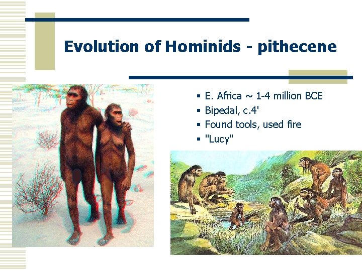 Evolution of Hominids - pithecene § § E. Africa ~ 1 -4 million BCE