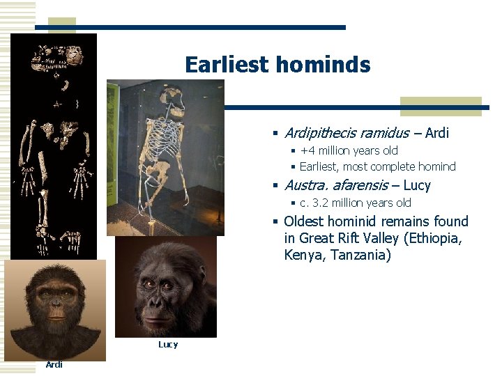 Earliest hominds § Ardipithecis ramidus – Ardi § +4 million years old § Earliest,