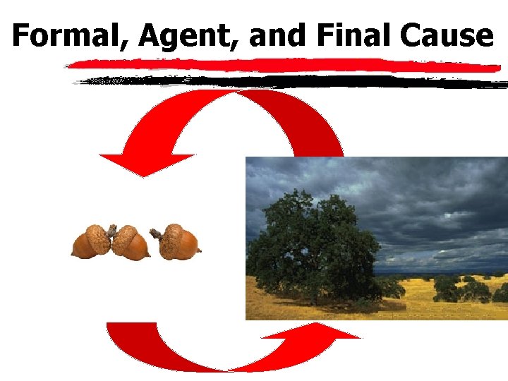 Formal, Agent, and Final Cause 