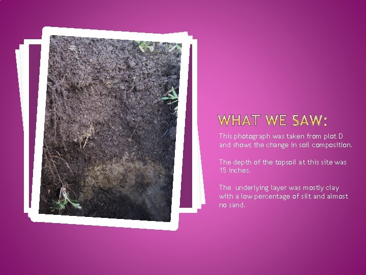 This photograph was taken from plot D and shows the change in soil composition.
