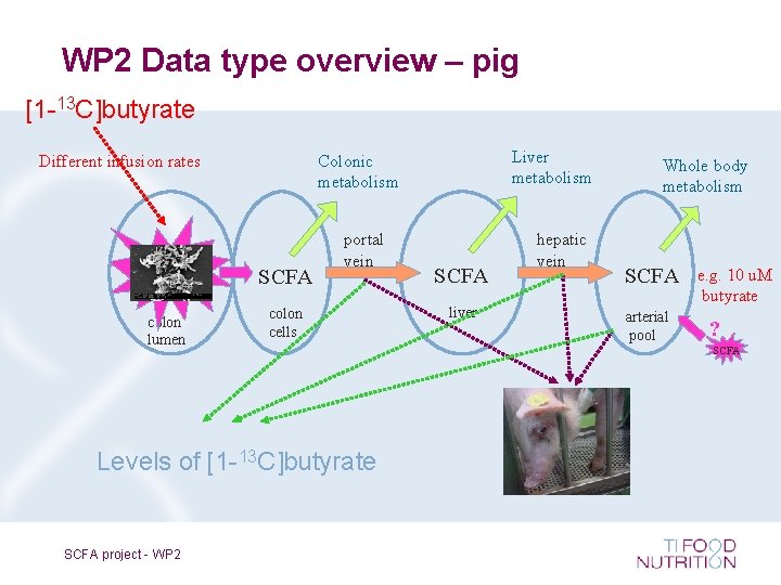 WP 2 Data type overview – pig [1 -13 C]butyrate Different infusion rates SCFA