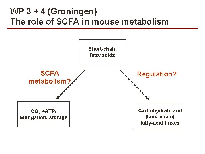 WP 3 + 4 (Groningen) The role of SCFA in mouse metabolism Short-chain fatty