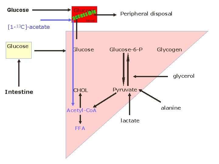 Glucose le ssib e c c a blood Peripheral disposal [1 -13 C]-acetate Glucose-6