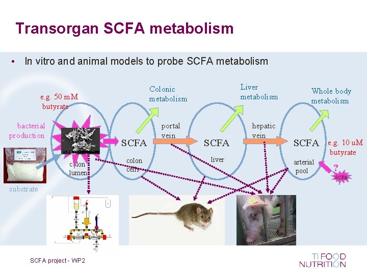 Transorgan SCFA metabolism • In vitro and animal models to probe SCFA metabolism e.