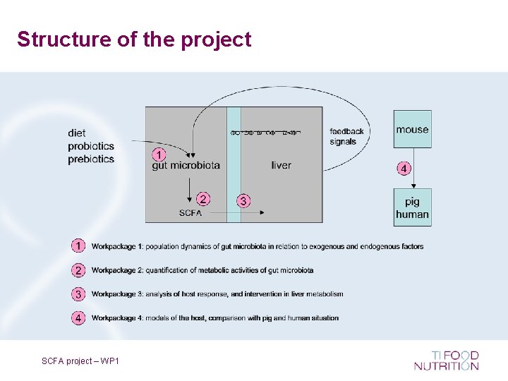 Structure of the project SCFA project – WP 1 
