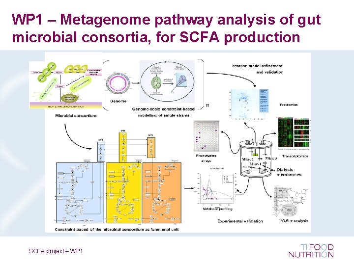 WP 1 – Metagenome pathway analysis of gut microbial consortia, for SCFA production SCFA