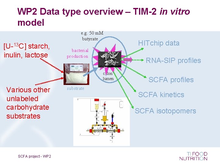 WP 2 Data type overview – TIM-2 in vitro model e. g. 50 m.