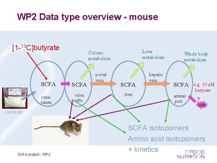 WP 2 Data type overview - mouse [1 -13 C]butyrate SCFA colon lumen Liver