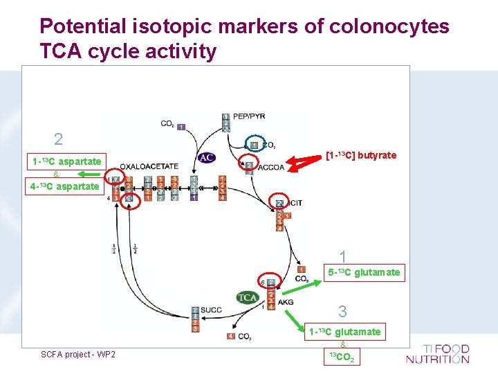 Potential isotopic markers of colonocytes TCA cycle activity 2 [1 -13 C] butyrate 1