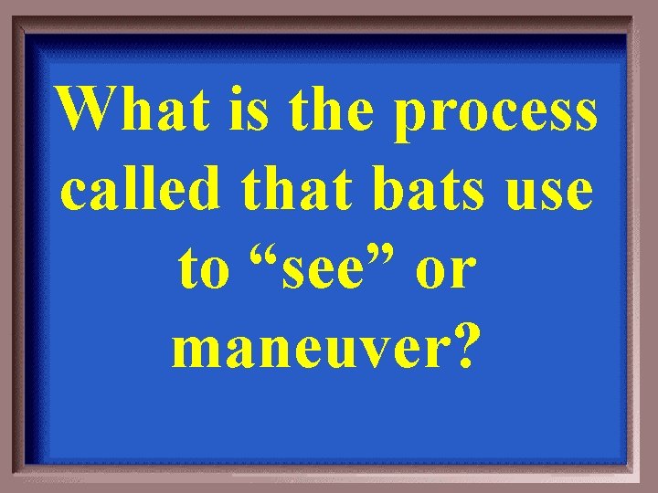 What is the process called that bats use to “see” or maneuver? 