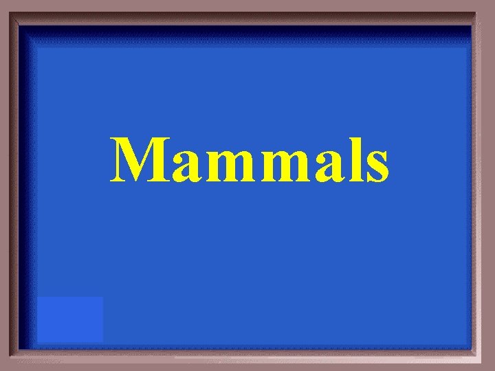 Mammals 