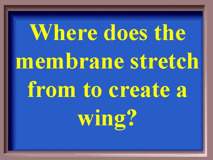 Where does the membrane stretch from to create a wing? 