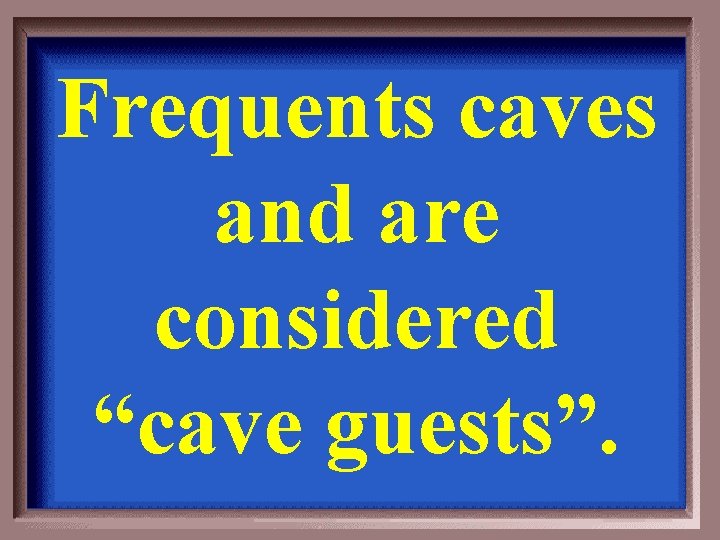 Frequents caves and are considered “cave guests”. 