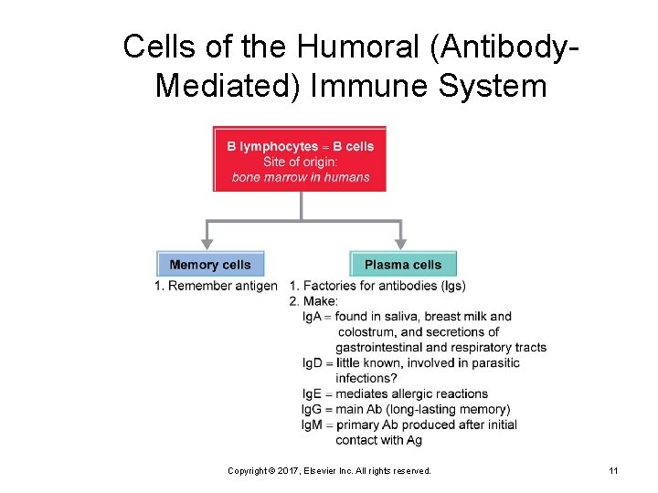 Cells of the Humoral (Antibody. Mediated) Immune System Copyright © 2017, Elsevier Inc. All