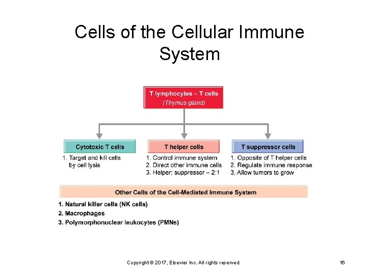 Cells of the Cellular Immune System Copyright © 2017, Elsevier Inc. All rights reserved.